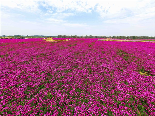 亳药花海