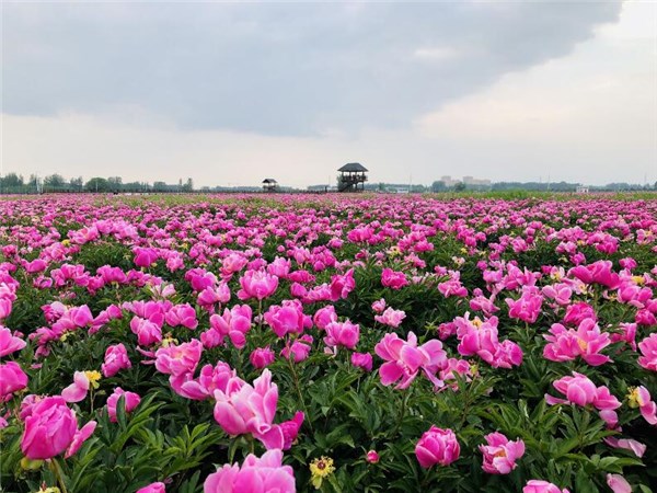 芍花盛开等客来